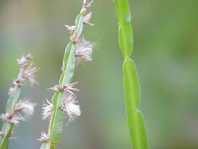 Carqueja