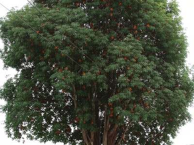 Casamance Tam-tam