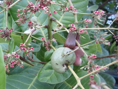 Cashew apple