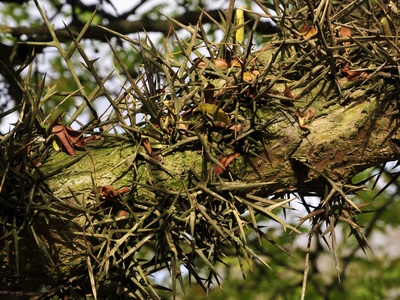 Caspian Honey Locust