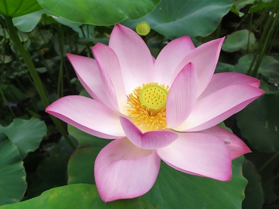 Caspian Lotus