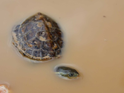 Caspian pond turtle