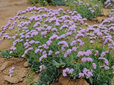 Caspian Sea-lavender