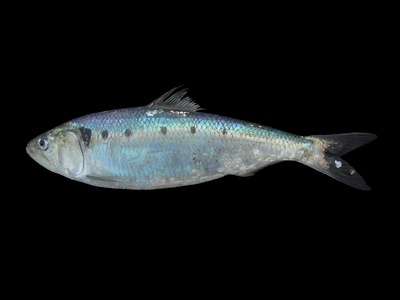Caspian shad
