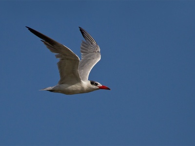Caspian Tern