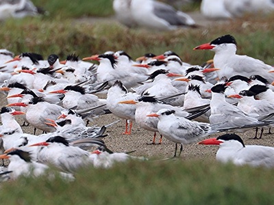 Caspian Tern