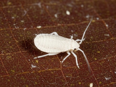 Cassava mealybug species