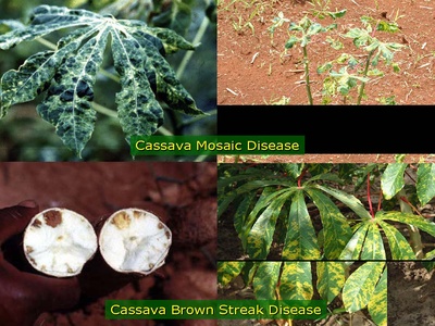 Cassava Mosaic Disease