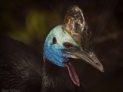Cassowary