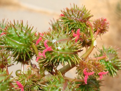 Castor bean