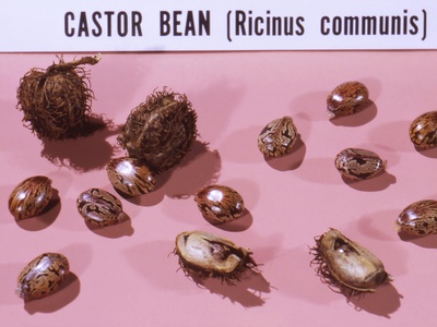 Castor Bean