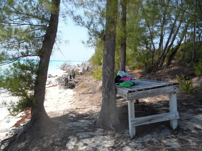 Casuarina (She-oak)
