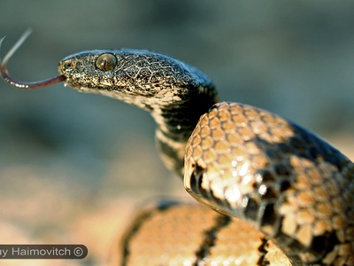 Cat-eyed snake