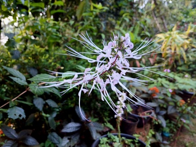 Cat's Whiskers