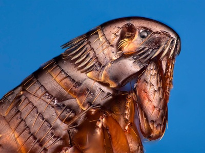 Cat Flea