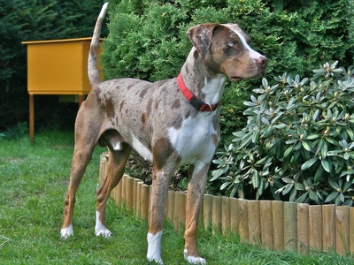 Catahoula Leopard Dog