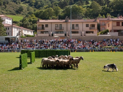 Catalan Sheepdog