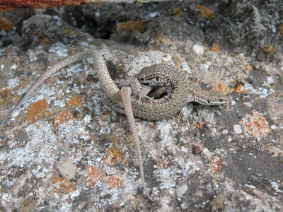 Catalan Wall Lizard