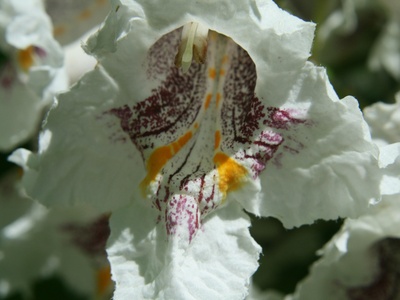 Catalpa