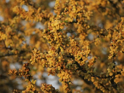 Catclaw Acacia
