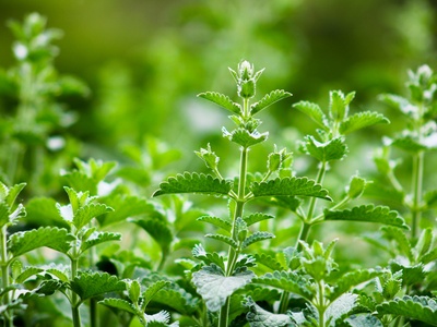 Catnip