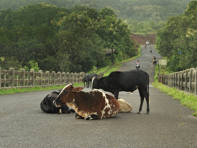 Cattle