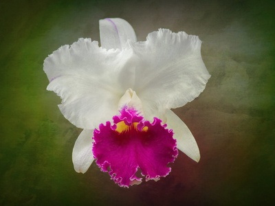Cattleya Orchid