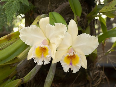 Cattleya (orchid)