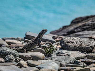 Caucasian agama