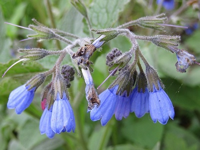 Caucasian Comfrey