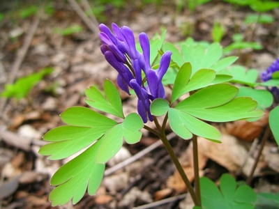 Caucasian Corydalis