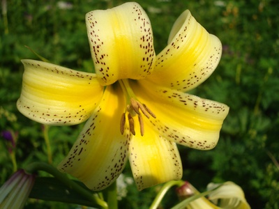 Caucasian Lily