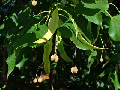 Caucasian Lime