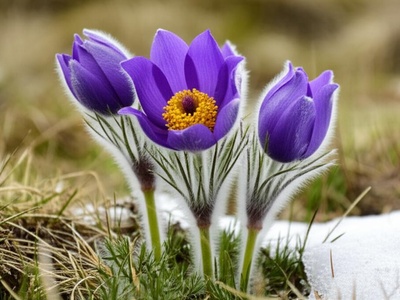 Caucasian Pasqueflower