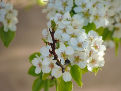 Caucasian Pear