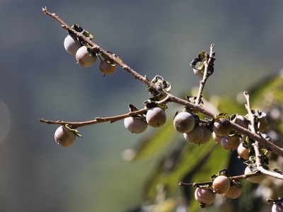 Caucasian Persimmon