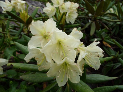 Caucasian Rhododendron