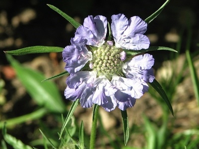 Caucasian Scabious