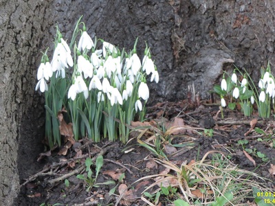 Caucasian Snowdrop