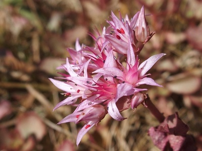 Caucasian Stonecrop