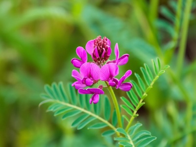 Caucasian Sweetvetch