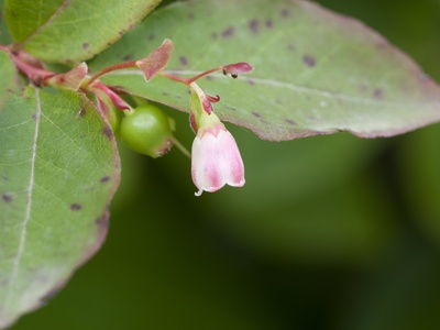 Caucasian Whortleberry
