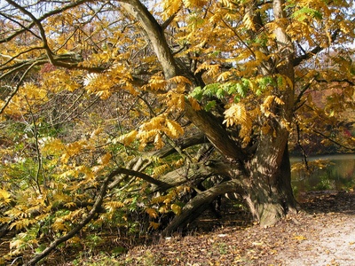 Caucasian Wingnut