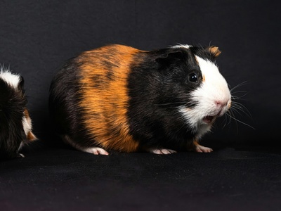 Cavy