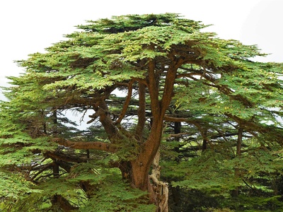 Cedar of Lebanon