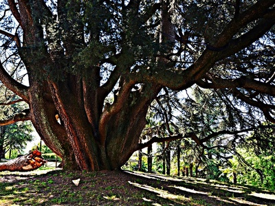 Cedrus libani