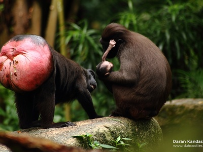 Celebes Crested Macaque