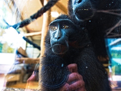 Celebes crested macaque