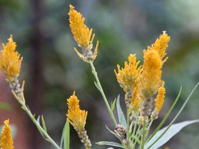 Celosia