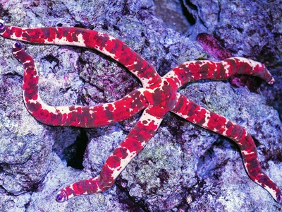 Central American coral snake